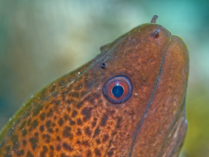 Moray eel, Meno Slope